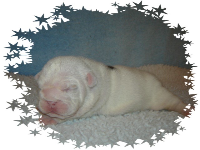 Pearlee pups 11-29-09 029a