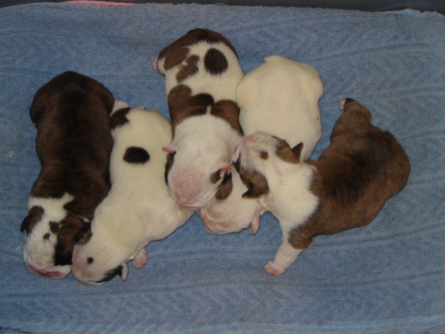 PUPS 6-20-06 051