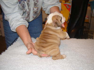 wrinkles